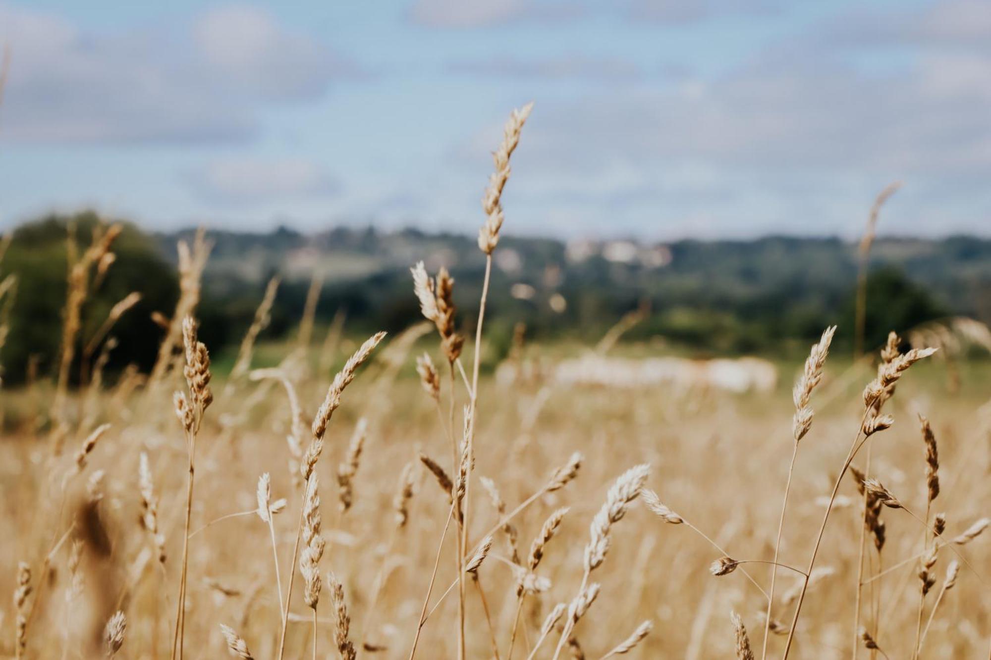 Les Jardins De Deauville Saint-Martin-aux-Chartrains エクステリア 写真